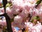 beautiful blooming branches on a sakura tree with pink petals
