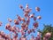 beautiful blooming branches on a sakura tree with pink petals