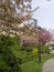 beautiful blooming branches on a sakura tree with pink petals growing in the park