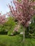 beautiful blooming branches on a sakura tree with pink petals growing in the park