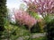 beautiful blooming branches on a sakura tree with pink petals growing in the park