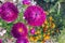 beautiful blooming bright pink red ripe aster flowers on a field on a Sunny day