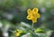 Beautiful blooming Buttercup. natural picture with beautiful blurred background. Photo old lens.