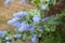 Beautiful blooming california lilac plant outdoors on sunny day, closeup