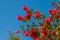 Beautiful blooming callistemon bush with bright red flowers