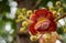 Beautiful blooming Cannonball tree with bokeh, Couroupita guianensis Aubl