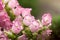 Beautiful blooming of canterbury bells.