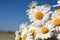 Beautiful blooming chamomiles on sunny day, closeup