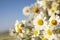 Beautiful blooming chamomiles on sunny day, closeup