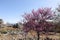 Beautiful blooming cherry with pink flowers on the ruins of ancient Aspendos in Turkey