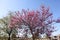 Beautiful blooming cherry with pink flowers on the ruins of ancient Aspendos in Turkey