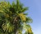 Beautiful blooming Chinese windmill palm Trachycarpus fortunei or Chusan palm in Aivazovsky landscape park in Partenit