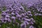 The beautiful blooming chives field