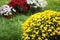 Beautiful blooming Chrysanthemum bushes. Autumn flowers