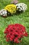 Beautiful blooming Chrysanthemum bushes. Autumn flowers