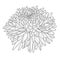 A beautiful blooming chrysanthemum flower for the design of postcards, invitations, etc. Contour drawing of a lush chrysanthemum