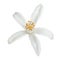 Beautiful blooming citrus flower on white