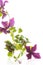 Beautiful blooming clematis