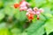 Beautiful blooming Clerodendrum speciosum W.Bull selective focus