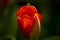 A beautiful blooming closeup red tulip