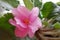 Beautiful blooming colorful pink viola with petals in a pot, close up, macro