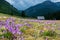 Beautiful blooming crocuses in Chocholowska Clearing, Tatra Mountains, Poland