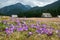 Beautiful blooming crocuses in Chocholowska Clearing, Tatra Mountains, Poland