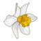 Beautiful blooming daffodil flower. White petals with an yellow core. Blossom bud. Spring mood. Color vector illustration in