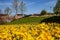 beautiful blooming daffodils, green lawn and historical architecture