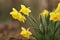Beautiful blooming daffodils on spring day