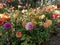 Beautiful blooming Dahlia flowers in Indian nursery