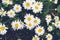 Beautiful Blooming daisies flowers. Moody bold colors. Blurred natural background