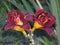 beautiful blooming daylily garden flowers with burgundy petals