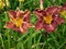 Beautiful blooming daylily garden flowers with burgundy petals