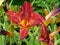 Beautiful blooming daylily garden flowers with burgundy petals