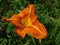 Beautiful blooming daylily garden flowers with orange petals