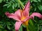 beautiful blooming daylily garden flowers with pink petals