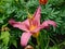 Beautiful blooming daylily garden flowers with pink petals