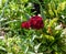 Beautiful blooming deep red cluster flower at a botanical garden in Durham, North Carolina