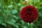 Beautiful blooming deep red dahlia flower in green garden, space for text