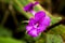 Beautiful blooming Dendrobium lituiflorum