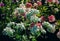 Beautiful blooming Euphorbia marginata
