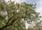 Beautiful blooming evergreen pear tree in Los Angeles, California