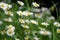 Beautiful blooming field of chamomiles. Wildflowers.