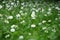 Beautiful blooming field of chamomiles. Wildflowers.