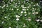 Beautiful blooming field of chamomiles. Wildflowers.