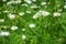 Beautiful blooming field of chamomiles. Wildflowers.