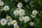 Beautiful blooming field of chamomiles. Wildflowers.