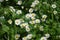 Beautiful blooming field of chamomiles. Wildflowers.