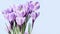 Beautiful blooming flower crocuses purple colored on blue background. First spring flower